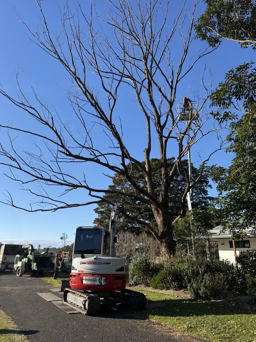 Excavator and crew removing a large dead tree