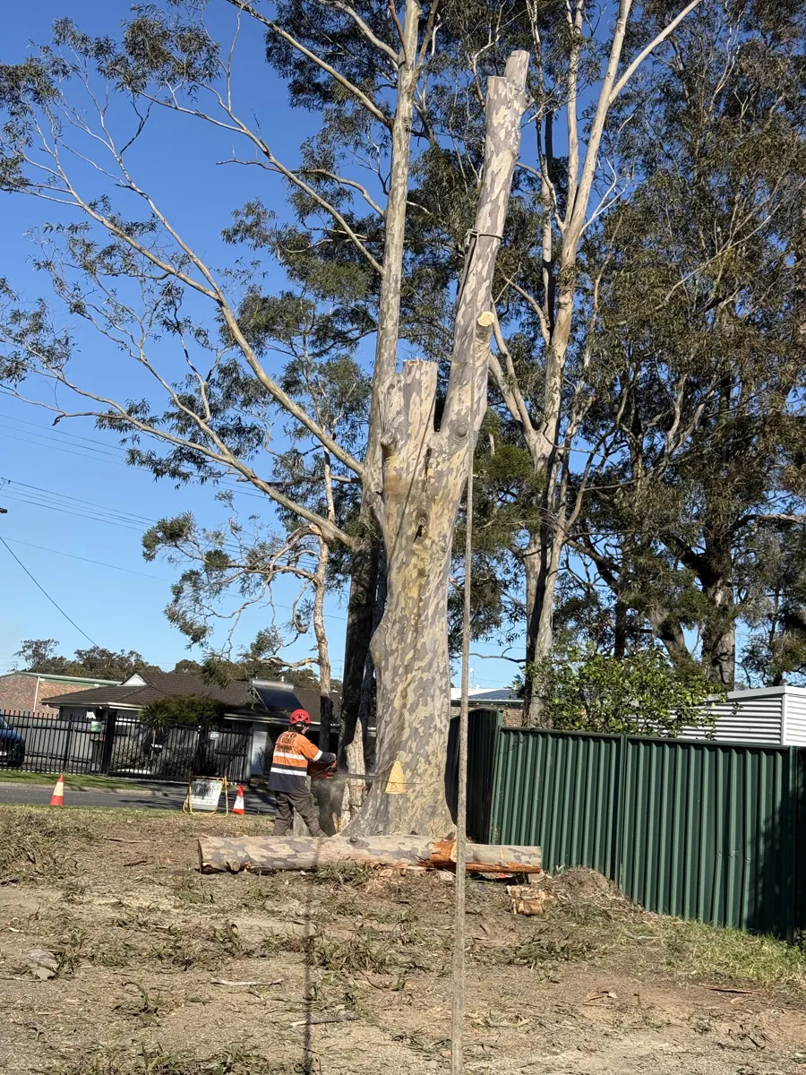 Tree Removal by Gettin' It Done! Tree Services