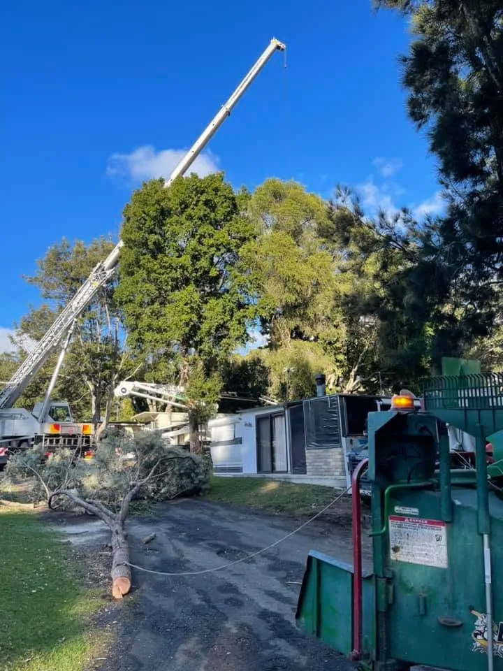 Crane lifting a large tree over a home