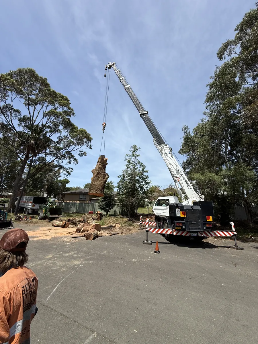 Crane and crew setting up for a large tree removal job