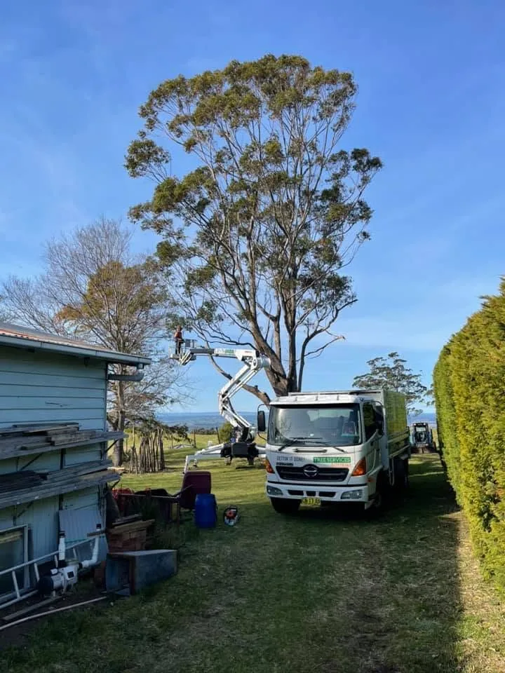 Tree Pruning & Tree Maintenance by Gettin' It Done! Tree Services