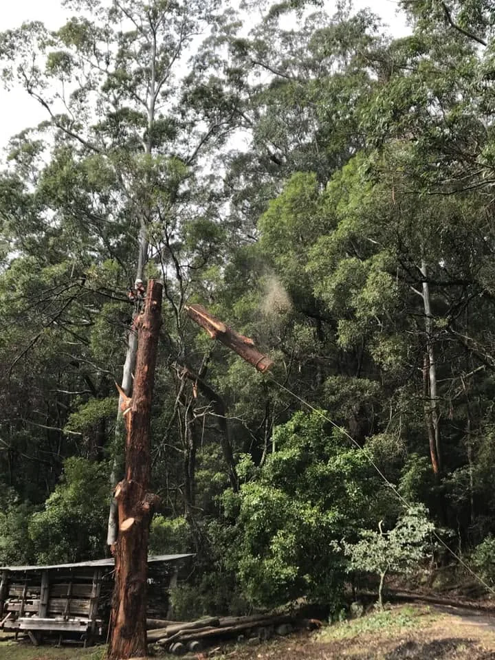 Tree services in Nowra